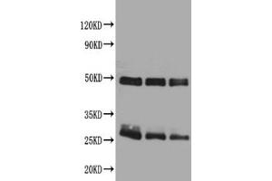 Western blotAll lanes: Rat IgG antibody at 2ug/mlLane 1: Rat IgG protein 70 ngLane 2: Rat IgG protein 50 ngLane 3: Rat IgG protein 30 ngSecondaryGoat polyclonal to Rabbit IgG at 1/50000 dilution. (Rabbit anti-Rat IgG Antibody)