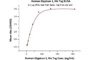 Immobilized Human FGF basic, Tag Free (ABIN2444057,ABIN2180650,ABIN2180649) at 1 μg/mL (100 μL/well) can bind Human Glypican 1, His Tag (ABIN6923155,ABIN6938875) with a linear range of 2-39 ng/mL (QC tested).