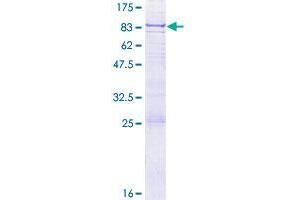 GMCL1 Protein (AA 1-515) (GST tag)