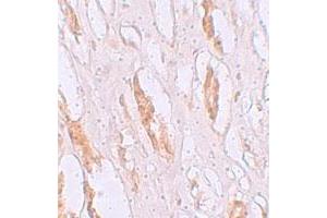 Immunohistochemical staining of human kidney cells with SLC39A1 polyclonal antibody  at 2. (SLC39A1 antibody  (N-Term))