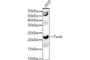 Western blot analysis of extracts of 293T cells, using Twist antibody (ABIN6128846, ABIN6149715, ABIN6149718 and ABIN6223153) at 1:400 dilution. (TWIST1 antibody  (AA 103-202))