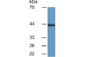 Mouse Detection antibody from the kit in WB with Positive Control:  Sample Human Serum.