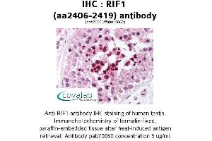 Image no. 2 for anti-RAP1 Interacting Factor Homolog (RIF1) (AA 2406-2419) antibody (ABIN1738875) (RIF1 antibody  (AA 2406-2419))