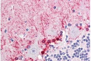 Anti-FABP7 / BLBP antibody IHC staining of human brain, cerebellum.