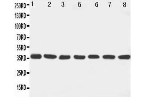 Western Blotting (WB) image for anti-Mitogen-Activated Protein Kinase Kinase 6 (MAP2K6) (AA 7-23), (N-Term) antibody (ABIN3042996) (MAP2K6 antibody  (N-Term))
