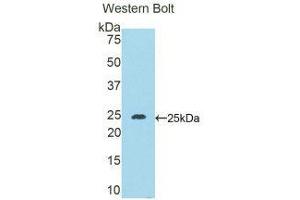 Western Blotting (WB) image for anti-Desmocollin 1 (DSC1) (AA 135-340) antibody (ABIN1858668) (Desmocollin 1 antibody  (AA 135-340))