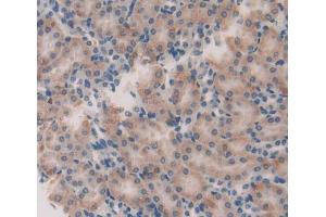 Used in DAB staining on fromalin fixed paraffin- embedded Kidney tissue (GFRA2 antibody  (AA 117-314))