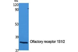 Western Blot (WB) analysis of specific cells using Olfactory receptor 1S1/2 Polyclonal Antibody. (Olfactory Receptor 1S1/2 (C-Term) antibody)
