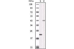 Western Blot showing AURKB antibody used against truncated AURKB recombinant protein (1) and SKN-SH cell lysate (2). (Aurora Kinase B antibody)