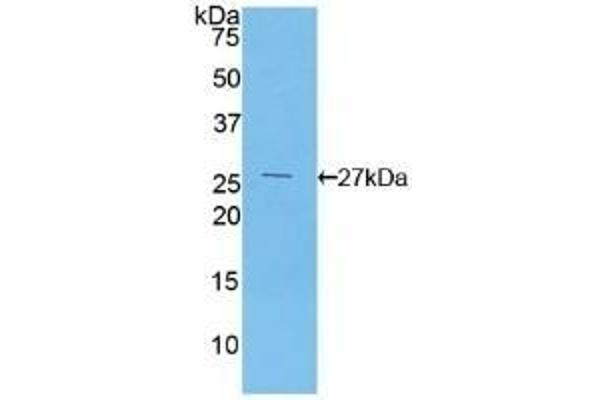 F12 antibody  (AA 400-615)