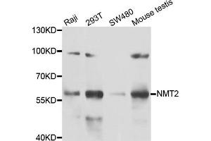 Western blot analysis of extracts of various cell lines, using NMT2 antibody. (NMT2 antibody)