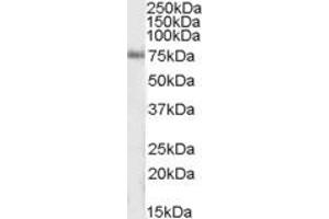 Image no. 1 for anti-Inositol-Trisphosphate 3-Kinase C (ITPKC) (AA 105-119) antibody (ABIN490480)