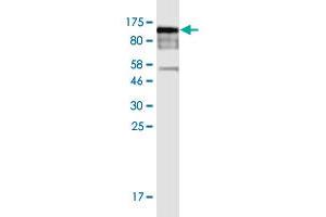 Western Blot detection against Immunogen (99 KDa) . (POLR3E antibody  (AA 1-666))