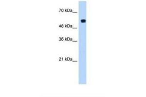 Image no. 2 for anti-Poly-U Binding Splicing Factor 60KDa (PUF60) (AA 371-420) antibody (ABIN320588)
