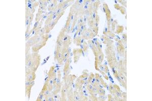 Immunohistochemistry of paraffin-embedded mouse heart using MLN antibody (ABIN5973790) at dilution of 1/100 (40x lens). (Motilin antibody)