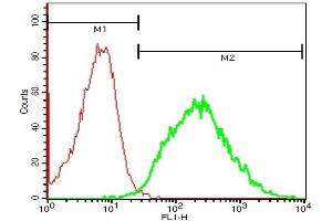 Mouse spleen cells probed with Rabbit Anti-IL-1R2 Polyclonal Antibody, FITC Conjugated (ABIN747758-FITC) (green) at 1:50 for 60 minutes compared to control cells (red). (IL1R2 antibody  (AA 301-398))