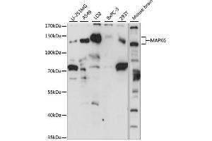 Western blot analysis of extracts of various cell lines, using M antibody (ABIN7268628) at 1:1000 dilution. (MAPK6 antibody  (AA 372-721))