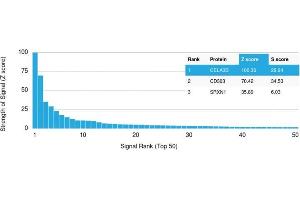 Analysis of Protein Array containing >19,000 full-length human proteins using CELA3B Mouse Monoclonal Antibody (CELA3B/1757) Z- and S- Score: The Z-score represents the strength of a signal that a monoclonal antibody (Monoclonal Antibody) (in combination with a fluorescently-tagged anti-IgG secondary antibody) produces when binding to a particular protein on the HuProtTM array. (Elastase 3B antibody  (AA 82-238))