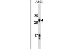 HKLK3 Antibody  ABIN1537679 western blot analysis in A549 cell line lysates (35 μg/lane). (Prostate Specific Antigen antibody  (AA 220-250))