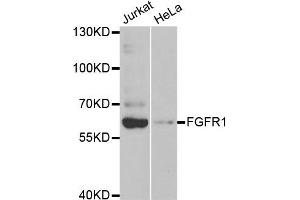 Western blot analysis of extracts of Jurkat and HeLa cell lines, using FGFR1 antibody. (FGFR1 antibody)