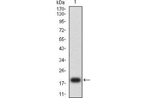 Western blot analysis using CD7 mAb against human CD7 (AA: 26-180) recombinant protein. (CD7 antibody  (AA 26-180))