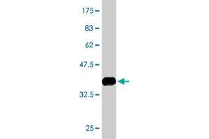 Western Blot detection against Immunogen (34. (DLEU1 antibody  (AA 1-78))