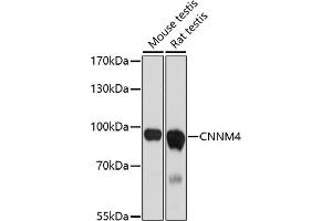 Western blot analysis of extracts of various cell lines, using CNNM4 antibody (ABIN7266573) at 1:1000 dilution. (CNNM4 antibody)