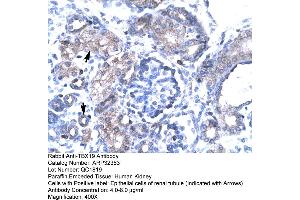 Human kidney (T-Box 19 antibody  (N-Term))