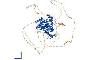 Protein Structure (PS) image for Eyes Absent Homolog 1 (EYA1) (AA 1-592) protein (His tag) (ABIN7553827)