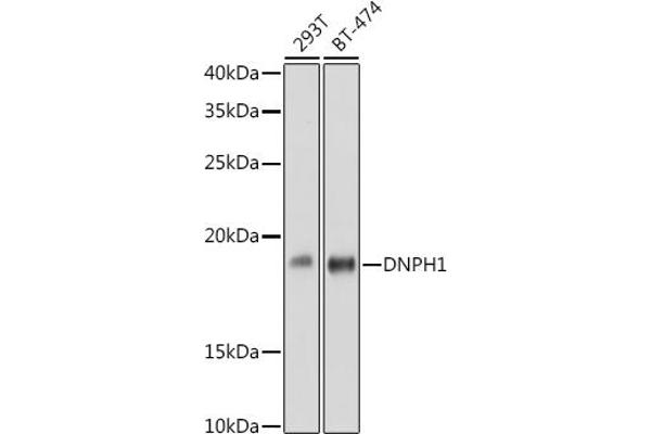 RCL antibody