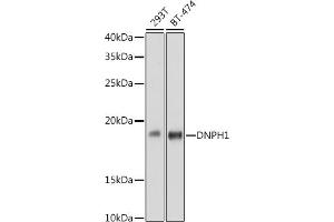 Western blot analysis of extracts of various cell lines, using DNPH1 antibody (ABIN7266383) at 1:1000 dilution. (RCL antibody)