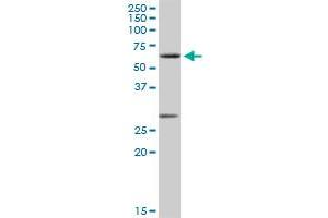 CLK2 MaxPab rabbit polyclonal antibody. (CLK2 antibody  (AA 1-498))