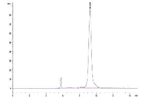 The purity of Mouse EGF is greater than 95 % as determined by SEC-HPLC. (EGF Protein (AA 977-1029) (Fc Tag))