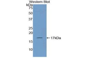 Western Blotting (WB) image for anti-Corin, Serine Peptidase (CORIN) (AA 521-637) antibody (ABIN1858500) (Corin antibody  (AA 521-637))