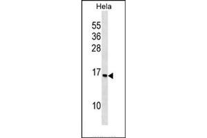 Western blot analysis in HeLa cell line lysates (35 ug/lane) using RPS14 Antibody (C-term) Cat.