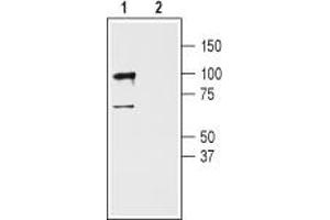 Western blot analysis of rat cerebellum lysates:1.