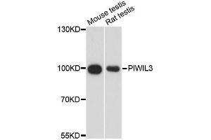 Western blot analysis of extracts of various cell lines, using PIWIL3 antibody (ABIN6293932) at 1:3000 dilution. (PIWIL3 antibody)