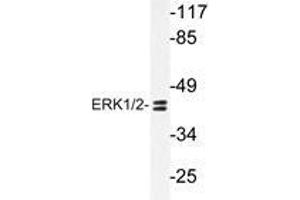 Western blot analyzes of ERK1/2 antibody in extracts from HUVEC cells. (ERK1 antibody)