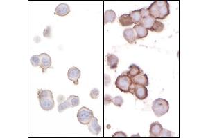 Immunocytochemistry (ICC) image for anti-CD276 (CD276) (AA 484-534) antibody (ABIN7453930) (CD276 antibody  (AA 484-534))