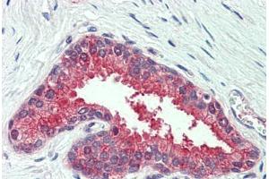 Anti-SLC12A2 / NKCC1 antibody  ABIN960803 IHC staining of human prostate. (SLC12A2 antibody  (N-Term))