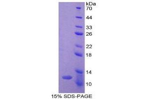 SDS-PAGE (SDS) image for Ghrelin (GHRL) (AA 25-117) protein (His tag) (ABIN2121113) (Ghrelin Protein (GHRL) (AA 25-117) (His tag))