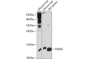 Western blot analysis of extracts of various cell lines, using PDE6G antibody (ABIN7269304) at 1:1000 dilution. (PDE6G antibody  (AA 1-87))