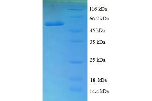 SDS-PAGE (SDS) image for Ribose 5-Phosphate Isomerase A (RPIA) (AA 1-219), (full length) protein (GST tag) (ABIN5711227) (Ribose 5-Phosphate Isomerase A (RPIA) (AA 1-219), (full length) protein (GST tag))