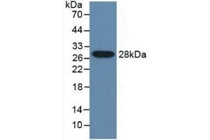 Detection of Recombinant CYP2E1, Mouse using Polyclonal Antibody to Cytochrome P450 2E1 (CYP2E1) (CYP2E1 antibody  (AA 34-273))