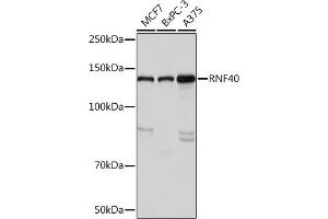 Western blot analysis of extracts of various cell lines, using RNF40 Rabbit mAb (ABIN7270074) at 1:1000 dilution. (RNF40 antibody)