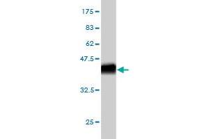 Western Blotting (WB) image for anti-Cadherin 18, Type 2 (CDH18) (AA 467-576) antibody (ABIN560285)