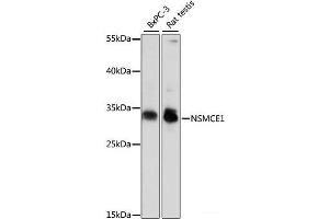 Western blot analysis of extracts of various cell lines using NSMCE1 Polyclonal Antibody at dilution of 1:1000. (NSMCE1 antibody)