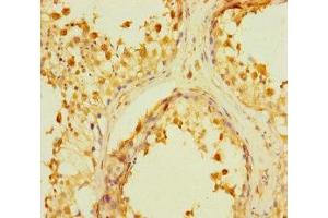 Immunohistochemistry of paraffin-embedded human testis tissue using ABIN7167373 at dilution of 1:100 (WTH3DI antibody  (AA 1-254))