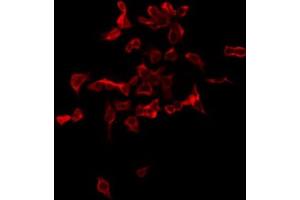 ABIN6276230 staining HepG2 by IF/ICC. (TMEM145 antibody  (N-Term))