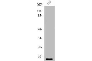 Western Blot analysis of Jurkat cells using Ribosomal Protein L35 Polyclonal Antibody (RPL35 antibody  (Internal Region))